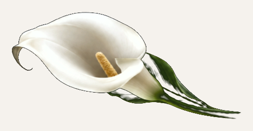 Biała kalla