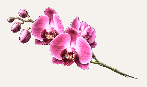 Różowa orchidea